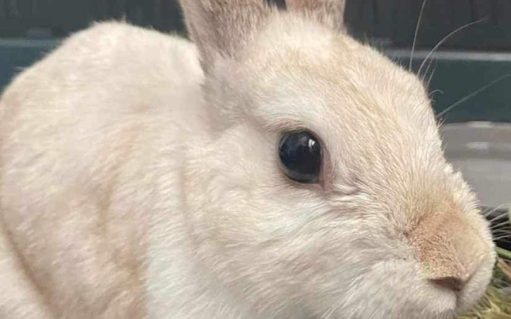 Zbiórka Łapki Molly - zdjęcie główne