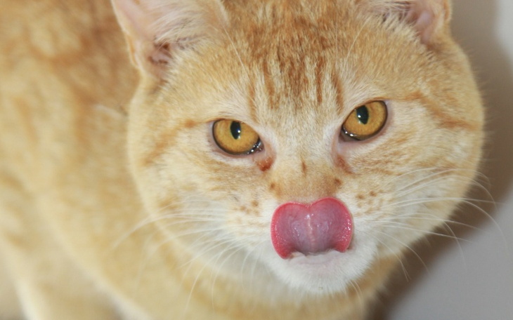 Zbiórka Pełna miska i wet dla kociaków - zdjęcie główne