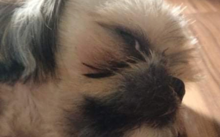 Zbiórka Leczenie Brunaa - zdjęcie główne