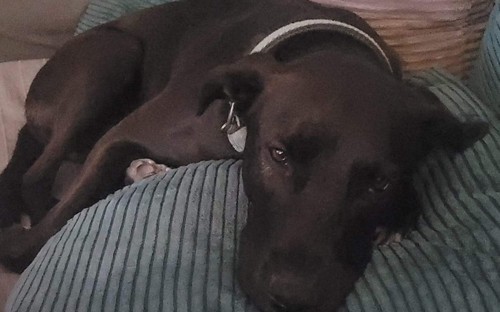 Zbiórka Operacja łapki Majki - zdjęcie główne