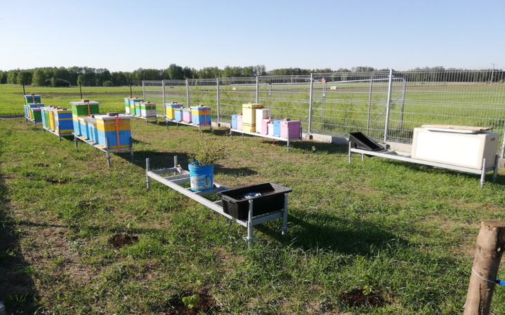 Zbiórka Wsparcie pszczół i przyrody - zdjęcie główne