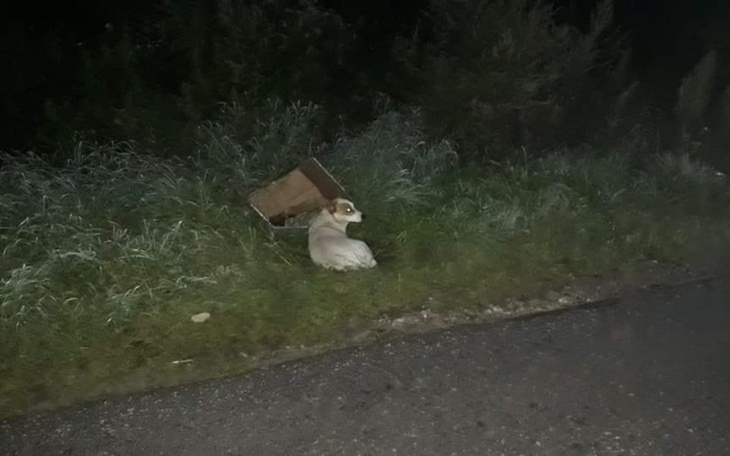 Zbiórka Zdążyć z pomocą dla suki z rowu - zdjęcie główne