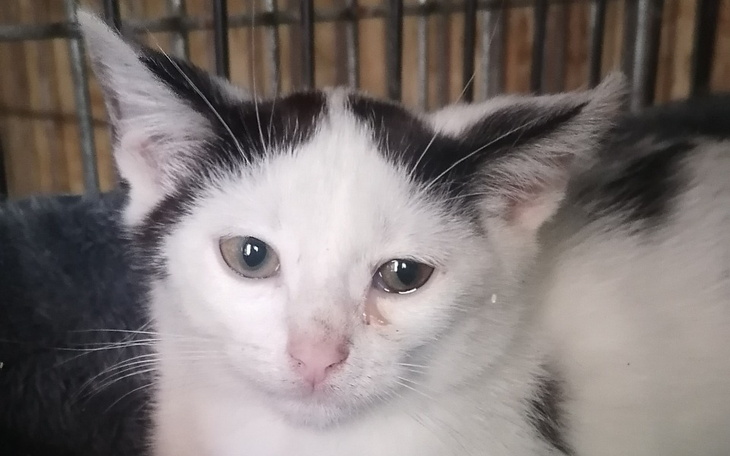 Kotek z białym futrem i czarnymi łatami, patrzy smutno.