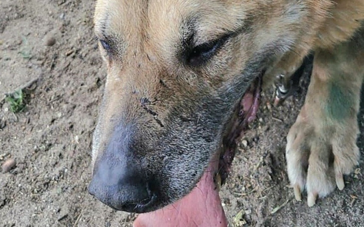 Zbiórka kto pomoże psu - zdjęcie główne