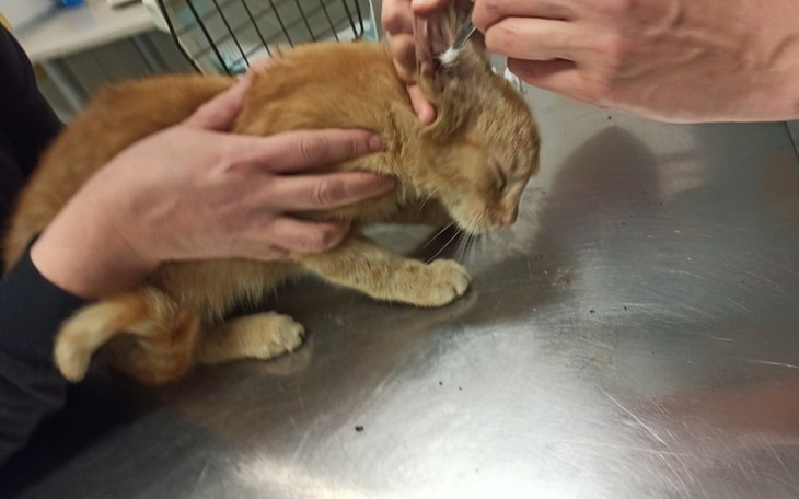 Zbiórka Garfield - zdjęcie główne