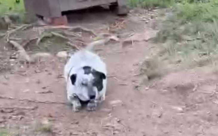 Pies wędrujący po leśnej ścieżce, z widocznymi korzeniami.