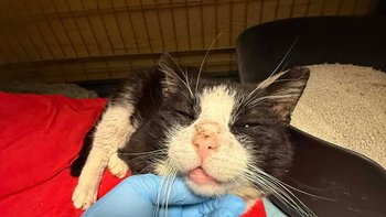 Zbiórka Porzucony Lenny - miniaturka zdjęcia