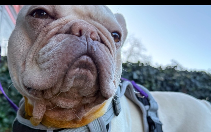 Zbliżenie na psa rasy buldog francuski, z wyrazem twarzy.