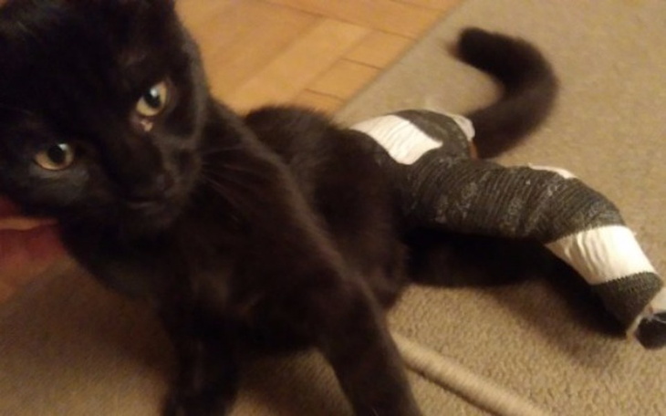 Zbiórka Znaleziony kotek ze złamaniem - zdjęcie główne