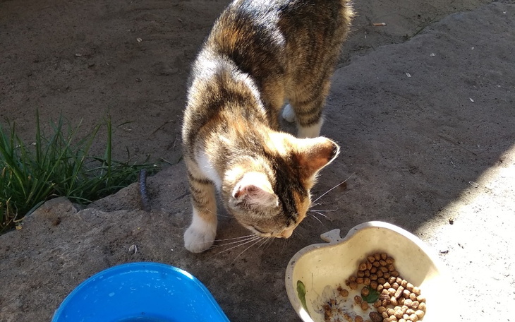 Zbiórka Dokarmianie zwierząt bezdomnych - zdjęcie główne