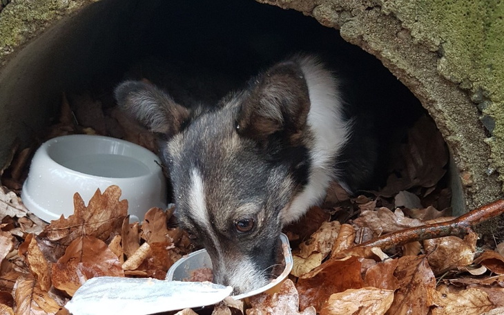 Zbiórka Sunia z lasu- walka o życie - zdjęcie główne