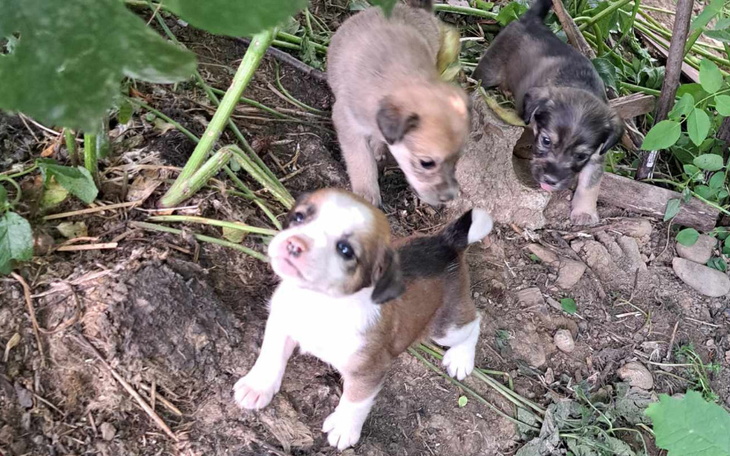 Zbiórka Wyrzucone pod lasem... - zdjęcie główne