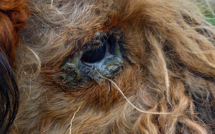 Zbiórka Za co cierpienie tego psa - zdjęcie główne