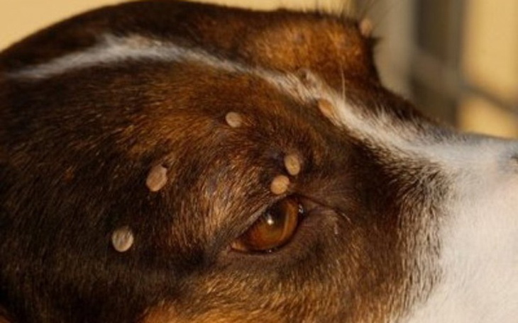 Zbiórka Pomoc dla chorego psa - zdjęcie główne