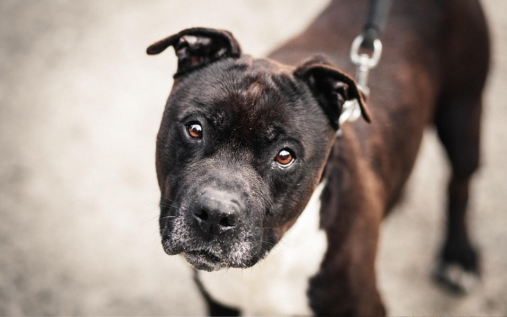 Zbiórka Na pomoc Psikusowi - zdjęcie główne