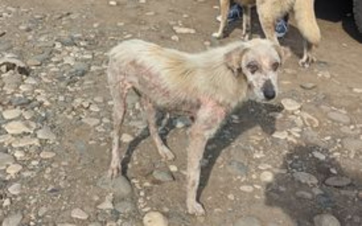 Zbiórka Uratuj choć jedno psie życie - zdjęcie główne