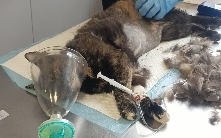 Kot leżący na stole, z maską tlenową i kroplówką.