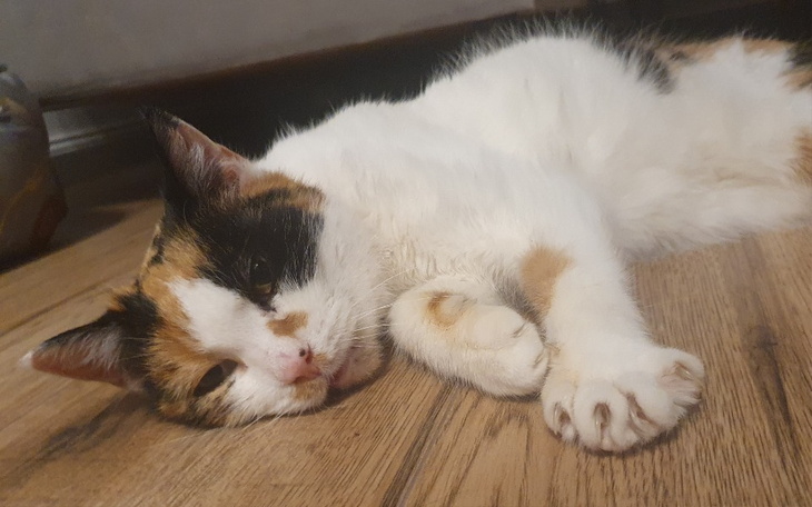 Kot leżący na podłodze, odpoczywający w domowym otoczeniu.