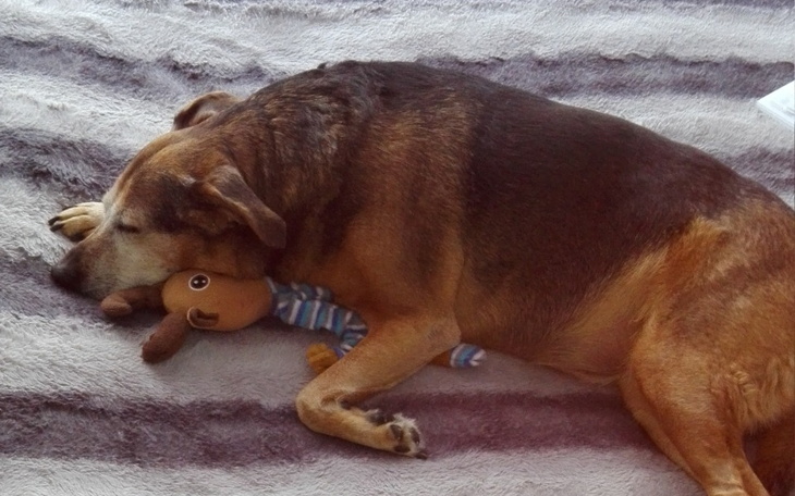 Zbiórka Kamcia - zdjęcie główne