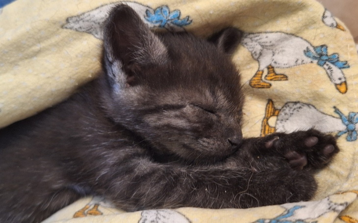 Zbiórka Na leczenie kiciorka Henia - zdjęcie główne