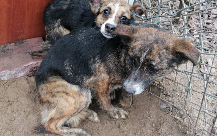 Dwa szczeniaki przytulające się w schronisku.