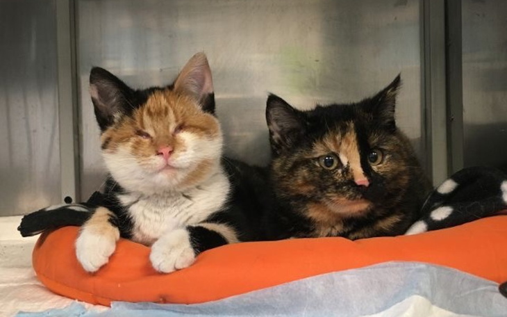 Dwa koty odpoczywające na pomarańczowej poduszce.