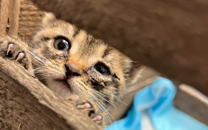 Zbiórka Na ratunek kotom. - zdjęcie główne