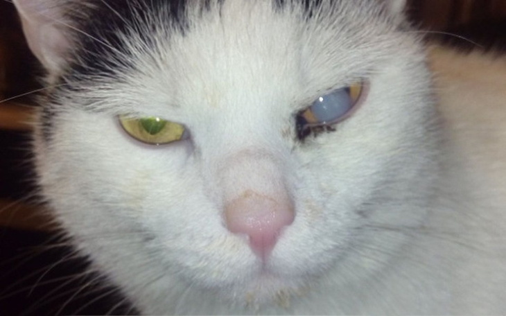 Zbiórka Wsparcie na leczenie kota Julka - zdjęcie główne