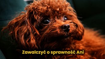 Zbiórka Operacja dla Ani - miniaturka zdjęcia