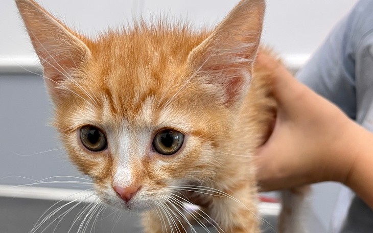 Zbiórka Mały Mario i neuroFIP SOS - zdjęcie główne