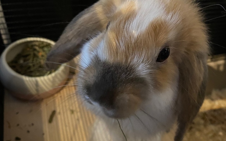 Zbiórka Leczenie dla królika-pasożyt - zdjęcie główne