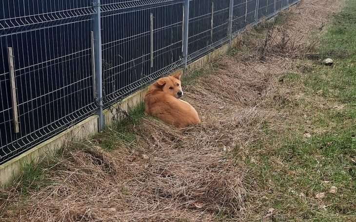 Zbiórka Bezdomny porzucony Rudzik - zdjęcie główne