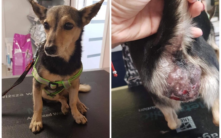 Zbiórka Ogromny guz na małym piesku - zdjęcie główne