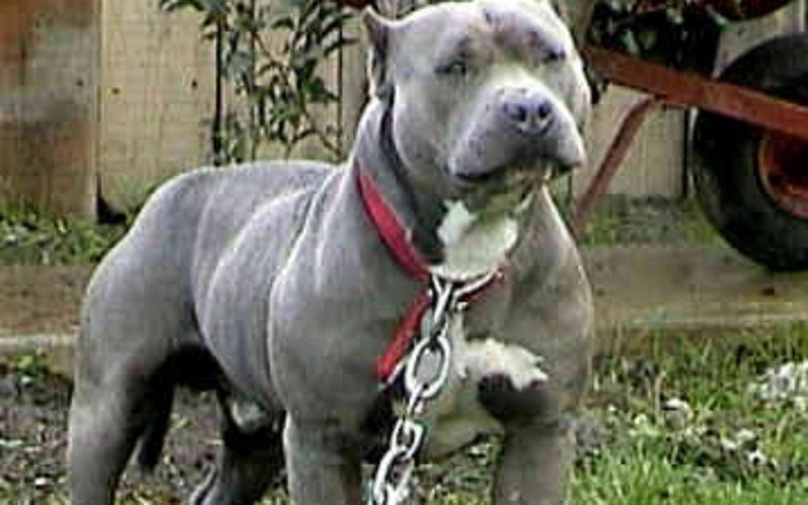 Zbiórka Zbieram na pitbulla - zdjęcie główne