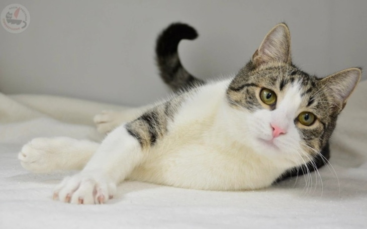 Zbiórka Utrzymanie kociarni Kocia Przyst - zdjęcie główne