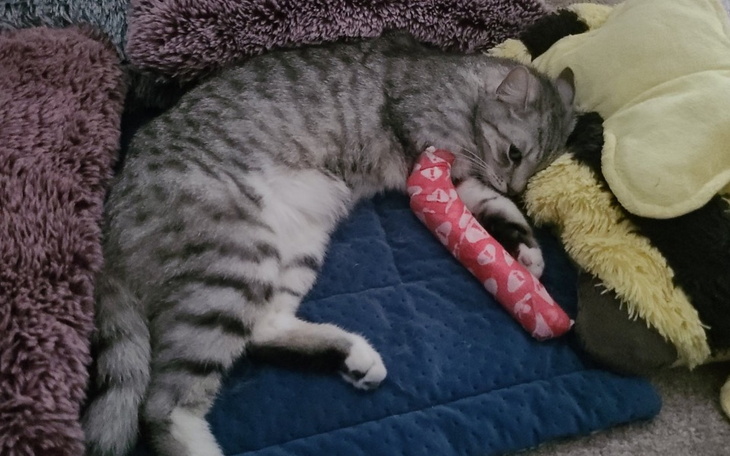 Zbiórka Kotek Filip - zdjęcie główne