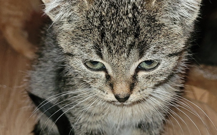 Mały szary kot z wyrazem skupienia.