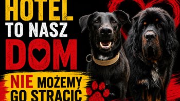 Zbiórka Piątka skrzywdzonych psów prosi o pomoc - miniaturka zdjęcia
