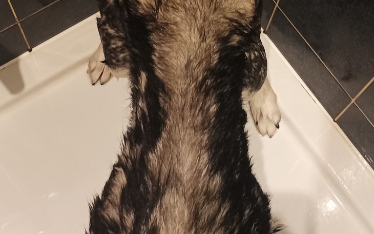 Pies w kąpieli, mokry i zrelaksowany, leży w wannie.