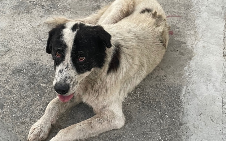 Zbiórka Karma dla piesków - bezdomnych - zdjęcie główne