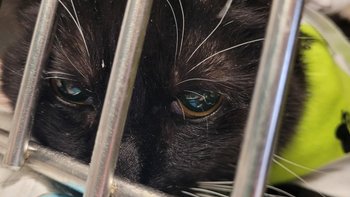 Zbiórka Dyngusa świętujemy cewnikiem Eda - miniaturka zdjęcia