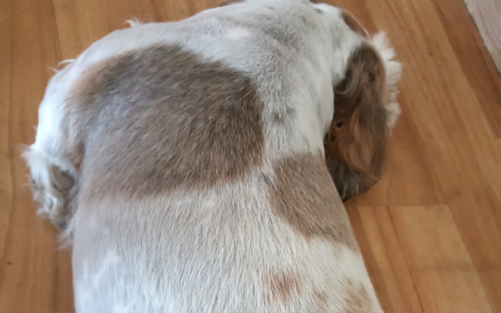 Zbiórka Na na leczenie psiej łapy - zdjęcie główne