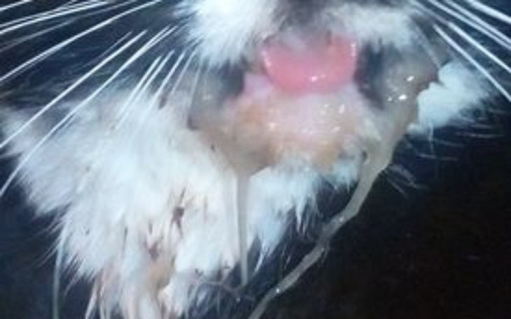 Zbiórka Maniek i zęby. Nierówna walka - zdjęcie główne