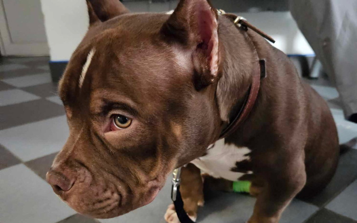 Brązowy pies rasy amstaff siedzi na podłodze w pomieszczeniu.