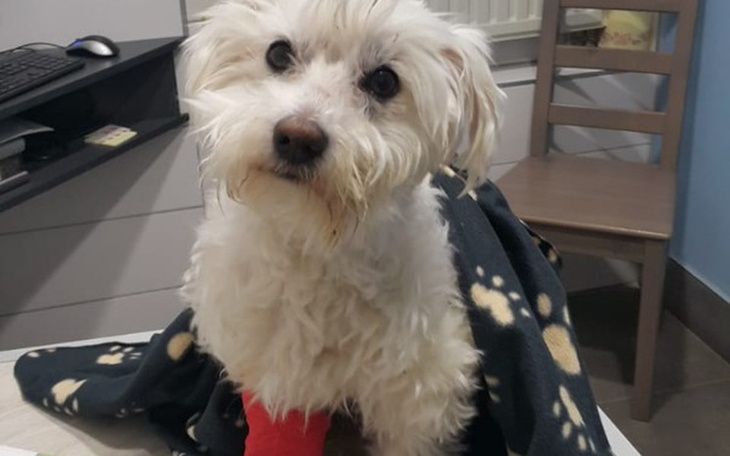 Zbiórka PROMILEK -Prosi o wsparcie - zdjęcie główne