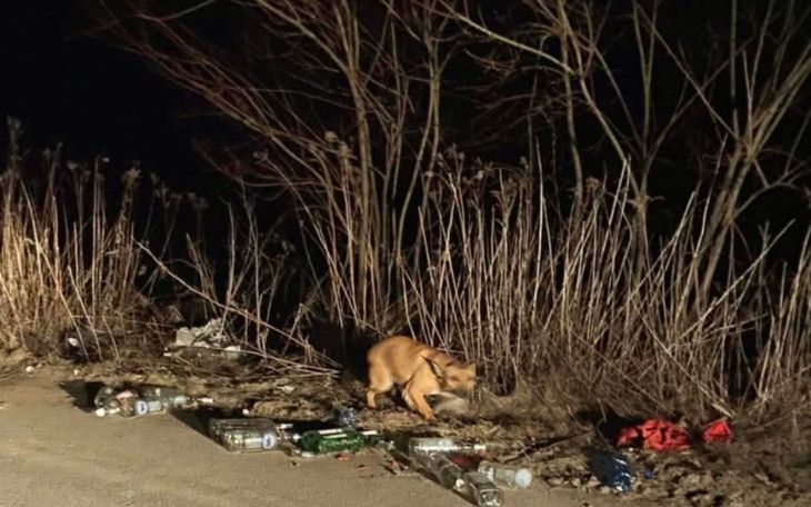 Pies przeszukujący teren w pobliżu śmieci.