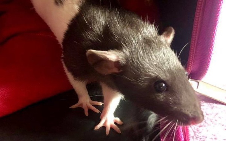 Zbiórka Kwiecień w DT "Ogoniaste" - zdjęcie główne