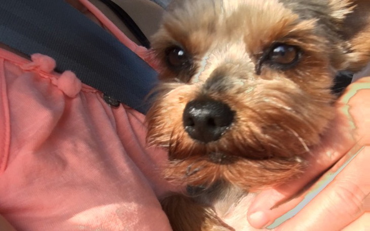 Zbiórka Pomóżmy mu chodzić bez bólu! - zdjęcie główne