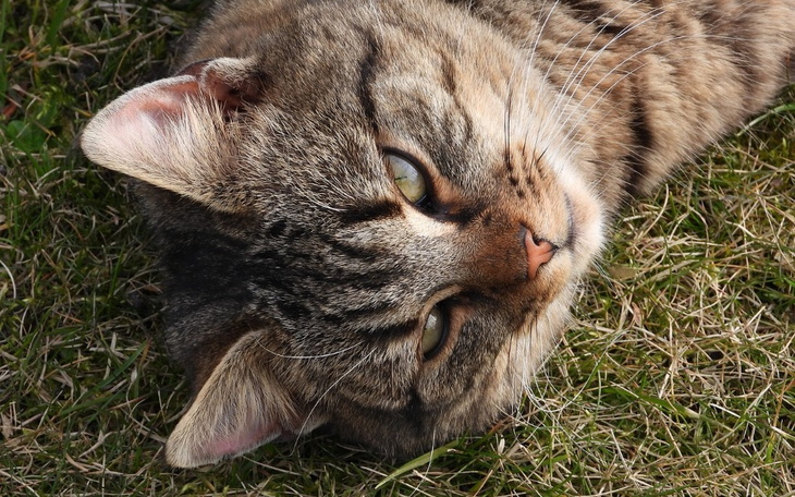Zbiórka Leczenie kocicy z urwanym ogonem - zdjęcie główne