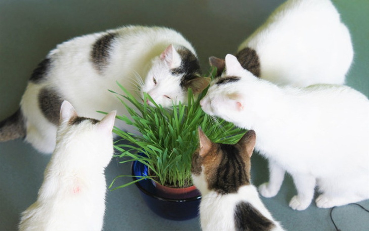 Zbiórka Mruczarnia – kwiecień - zdjęcie główne